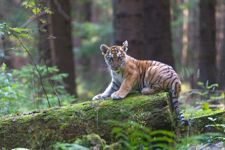 Bengal tiger cub is posing on a fallen tree trunk covered with moss. Horizontally.の写真素材