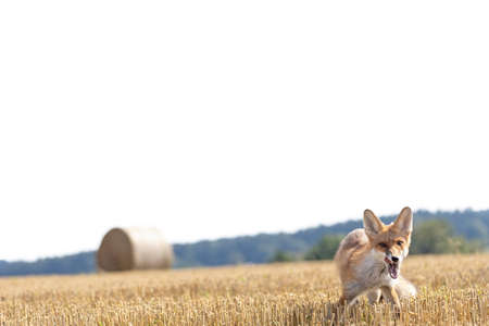 Smiling red fox is posing in the summer yellow field. Horizontally.の写真素材