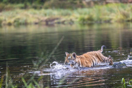 Cute Bengal tiger cub is running in the water. Horizontally.の写真素材