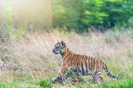 Bengal tiger cub is posing in the tall grass in the forest. Horizontally.の写真素材