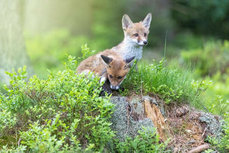 Pair of cute fox cubs is posing in the forest. Horizontally.の写真素材