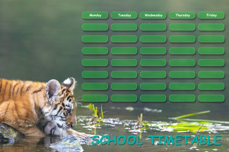 Side view of Bengali tiger cub looking on school timetable. Horizontally.