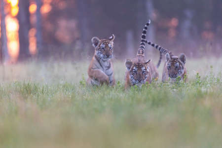 Trio of cute bengal tigers cubs is playing in the morning sun on a meadow. Horizontally.の写真素材