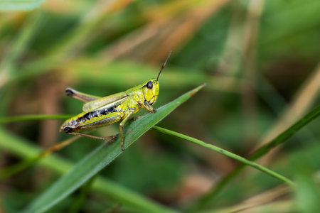 Macro photo of Meadow grasshopper posing on a blade of grass. Horizontally.の写真素材