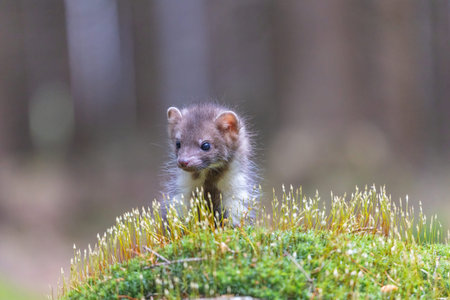 Adorable young marten posing outdoors. Horizontally.の写真素材