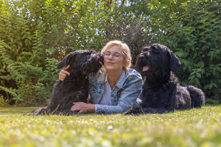 Woman is lying with two Big Schnauzer dogs outdoors. One of the dogs licks her face.の写真素材