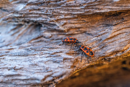 Pair of firebug posing on an old tree trunk close up.の写真素材