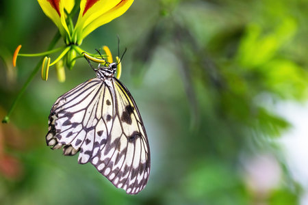 Beautiful rice paper butterfly is posing on flower. Horizontally.の写真素材