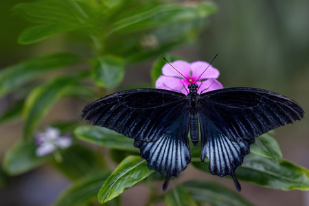 Closeup of a black-winged butterfly resting on a pink flower. Horizontally.の写真素材