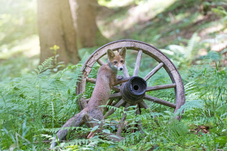 Cute fox cub is  posing on the rustic wooden wagon wheel in the forest. Horizontally.の写真素材