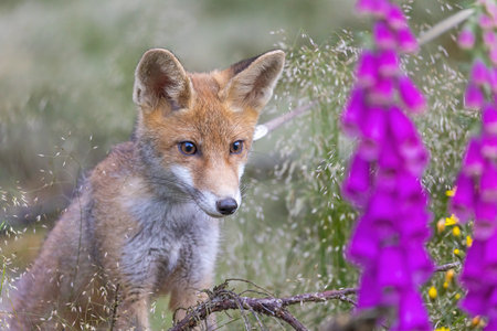 Closeup portrait of cute fox cub posing near the Foxglove Flower. Horizontally.の写真素材