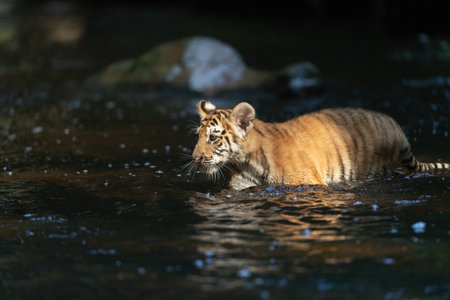Cute cub of Bengal tiger is walking in the river in the rays of sunlight. Horizontally.の写真素材