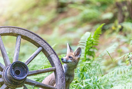 Cute red fox cube is peeking out from behind a rustic wooden wheel in the forest. Horizontally.の写真素材
