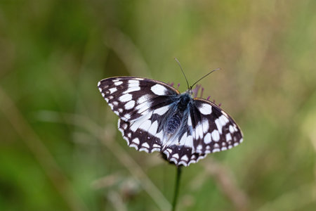 Marbled White (Melanargia galathea) butterfly is posing with open wings.  Horizontally.の写真素材