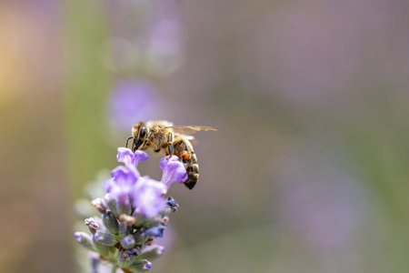 Side view of honey bee pollinating violet lavender flower closeup.  Horizontally.の写真素材