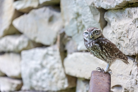 Closeup view of the Owl of Athena posing in front of a stone wall looking at the camera.の写真素材