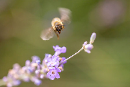 Front view of honey bee flying to the lavender  flower closeup.  Horizontally.