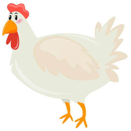Chicken with white feather illustrationのイラスト素材