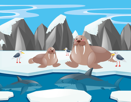 Sea lions and shark in the north pole illustrationのイラスト素材