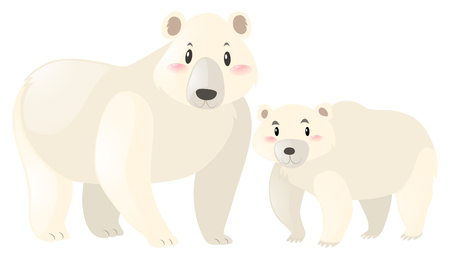 Two polar bears on white background illustrationのイラスト素材