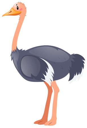 Ostrich standing on white background illustrationのイラスト素材