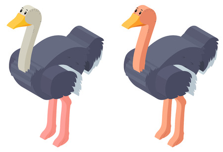 3D design for ostrich birds illustrationのイラスト素材