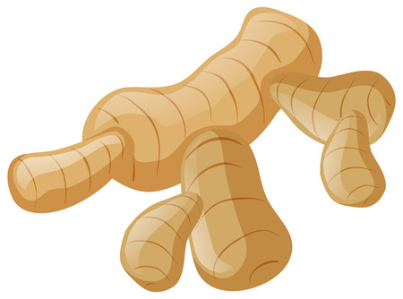 Fresh ginger on white background illustrationのイラスト素材