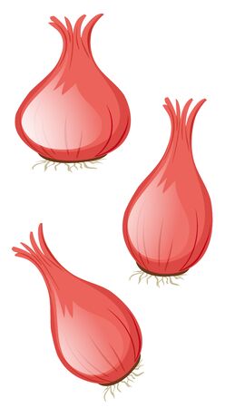 Three onion heads on white background illustrationのイラスト素材