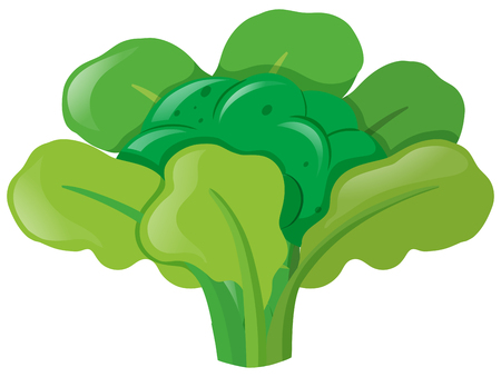 Broccoli head with leaves illustrationのイラスト素材