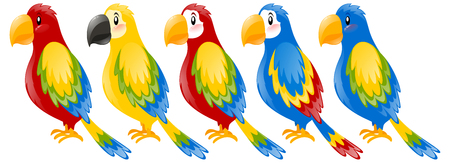 Macaw parrots in different colors illustrationのイラスト素材