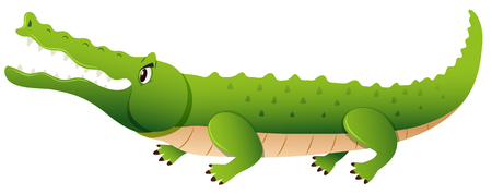 Wild alligator on white background illustrationのイラスト素材