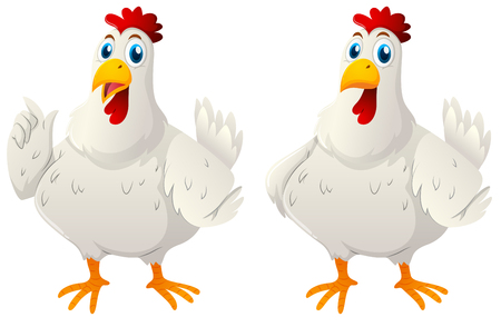Two white hens on white background illustrationのイラスト素材