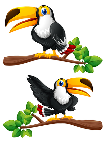 Two toucan birds on branches illustrationのイラスト素材