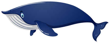 Blue whale on white background illustrationのイラスト素材