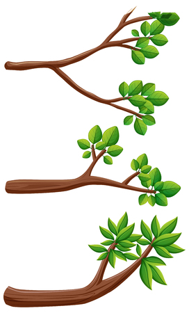 Three different kinds of branches illustrationのイラスト素材