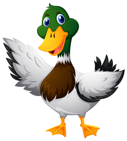 Wild duck on white background illustrationのイラスト素材