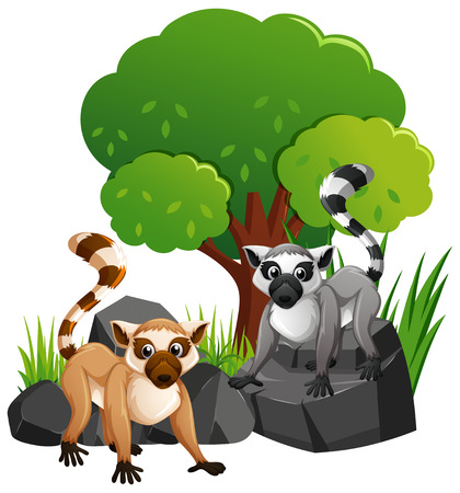 Two cute lemures on rocks illustrationのイラスト素材