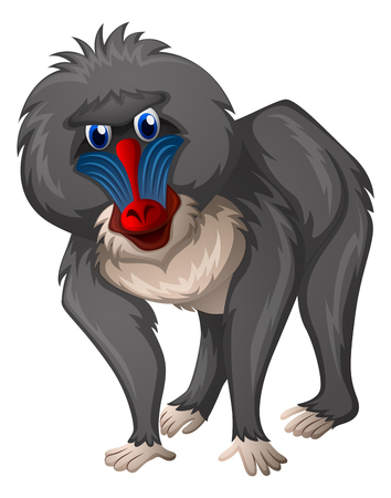 Wild baboon on white background illustrationのイラスト素材