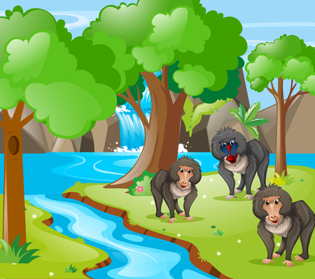 Baboon monkeys in the woods illustrationのイラスト素材