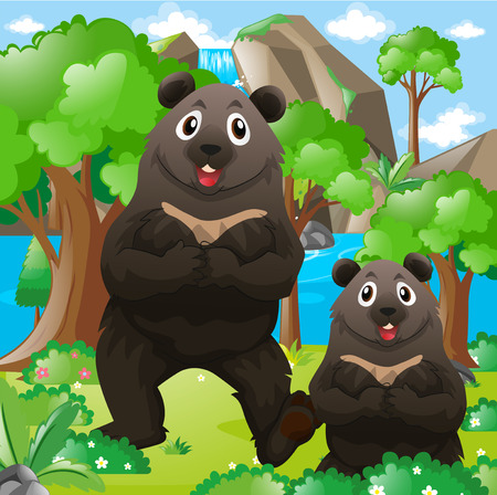 Two bears in the forest illustrationのイラスト素材