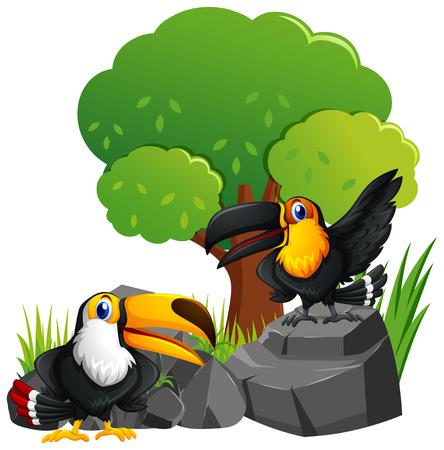 Two toucan birds on the rocks illustrationのイラスト素材
