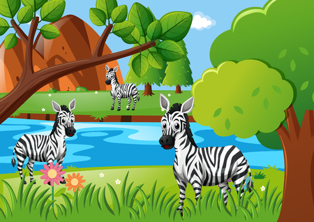 Zebra living by the river illustrationのイラスト素材