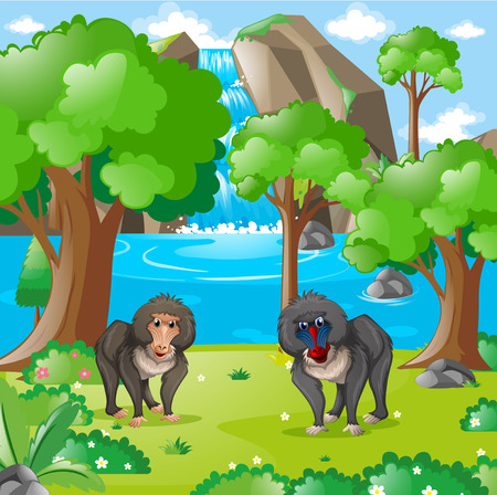 Baboons living in the wilderness illustrationのイラスト素材