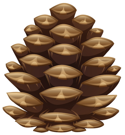 One pinecone in closeup look illustrationのイラスト素材