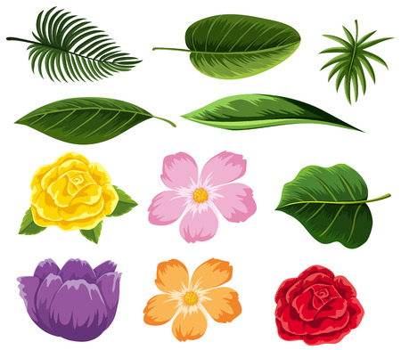 Different types of leaves and flowers illustrationのイラスト素材