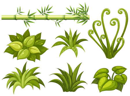 Different types of leaves on white background illustrationのイラスト素材