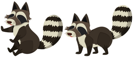 Two raccoons on white background illustrationのイラスト素材