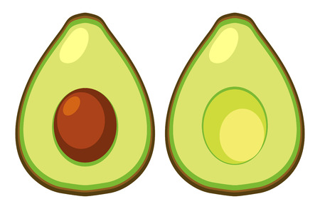 Fresh avocado cut in half illustrationのイラスト素材