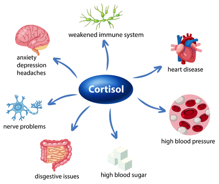 The role of cortisol in the body diagram illustrationのイラスト素材