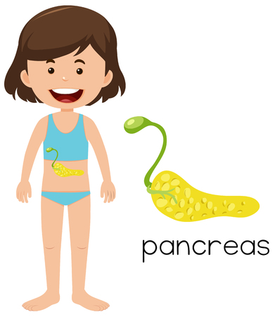 Girl with placement of pancreas illustrationのイラスト素材